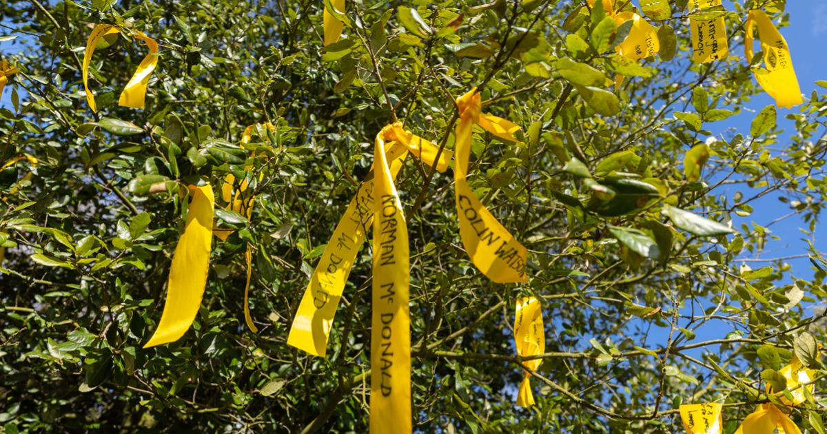 Yellow ribbons tied to branches on a tree